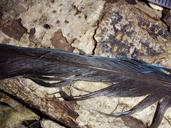Cyanocorax yucatanicus