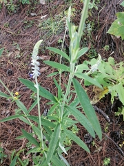 Salvia lavanduloides