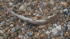 Scyliorhinus canicula