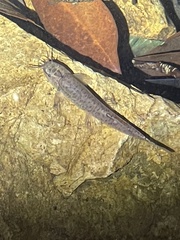 Oreonectes platycephalus