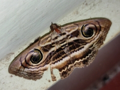 Spirama