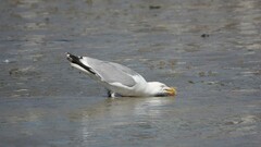Larus argentatus