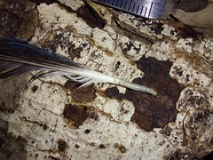 Cyanocorax yucatanicus