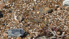 Anax ephippiger