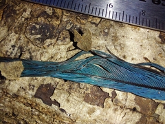 Cyanocorax yucatanicus