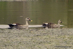 Anas poecilorhyncha