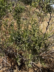 Baccharis paniculata