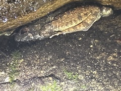 Quasipaa exilispinosa