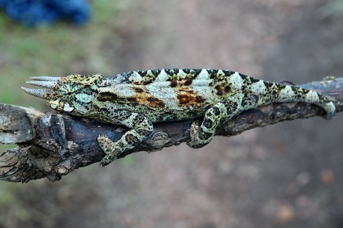 Trioceros johnstoni