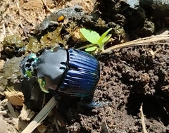 Diabroctis mimas