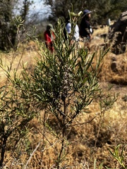 Baccharis paniculata