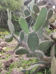 Opuntia