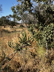Baccharis paniculata