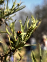 Eriopis chilensis