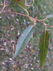 Salix euxina