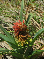 Kniphofia