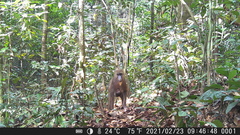 Mandrillus sphinx