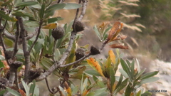 Protea roupelliae roupelliae