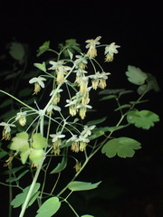 Thalictrum dioicum
