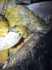 Quasipaa exilispinosa