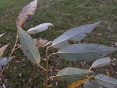 Salix euxina
