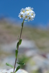Achillea erba-rotta