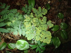 Dicentra cucullaria