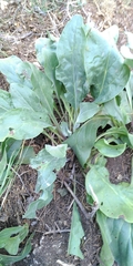 Cynoglossum creticum
