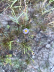 Symphyotrichum subulatum elongatum