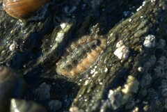 Acanthochitona crinita