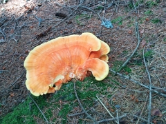 Laetiporus montanus