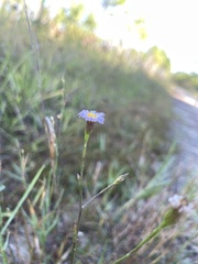 Symphyotrichum subulatum elongatum