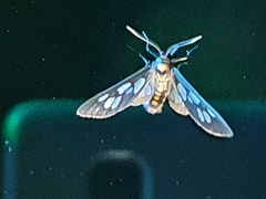 Eressa confinis