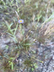 Symphyotrichum subulatum elongatum