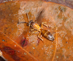 Angiopolybia