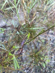 Symphyotrichum subulatum elongatum