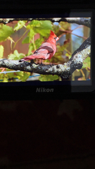 Cardinalis cardinalis