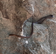 Mastigodryas melanolomus