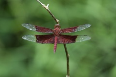 Camacinia gigantea