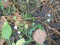 Arabidopsis arenosa