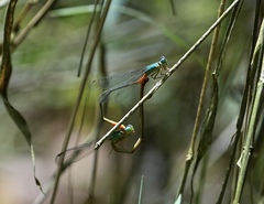 Ceriagrion cerinorubellum