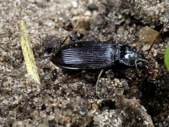 Nebria