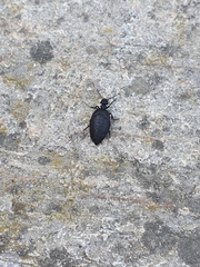 Meloe rugosus
