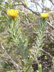 Oedera calycina