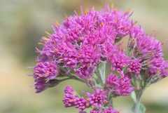 Adenostyles leucophylla