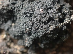 Collema subflaccidum