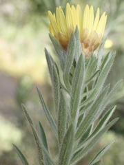 Oedera calycina
