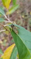 Vespula flavopilosa