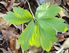 Anemone virginiana