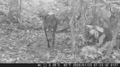 Cephalophus silvicultor